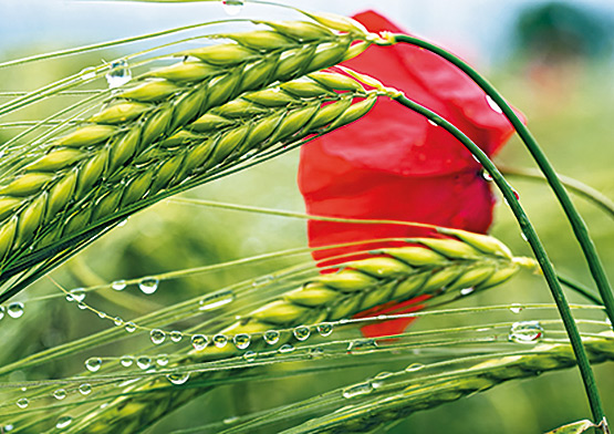 Klappkarten - Frühling und Sommer